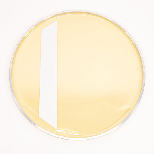 Aquarian Modern Vintage II Bass Drum Head With Felt Strip - MODII-B